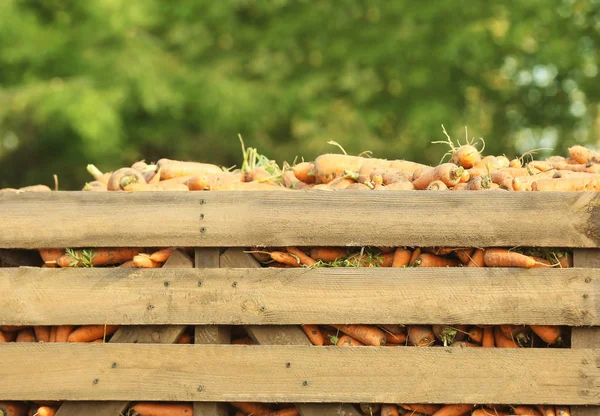 Många morötter i trä trailer utomhus — Stockfoto