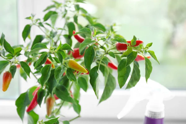 Chili-Pfefferstrauch in Fensternähe, Nahaufnahme — Stockfoto