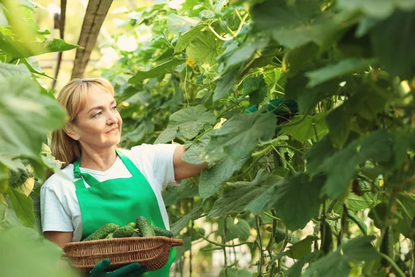 Agricultrice travaillant en serre — Photo