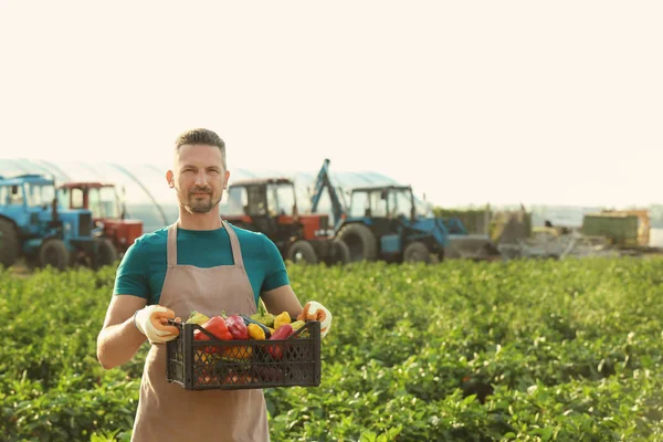 Landwirt hält Plastikbox mit Gemüse auf Feld — Stockfoto