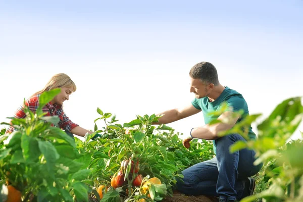 Dois agricultores que trabalham no terreno — Fotografia de Stock