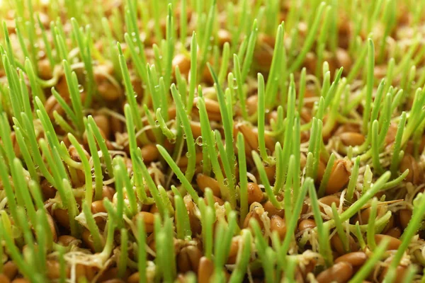 Φρέσκο σιτάρι grass, κοντινό πλάνο — Φωτογραφία Αρχείου