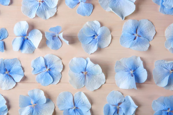 Schöne blaue Blumen — Stockfoto