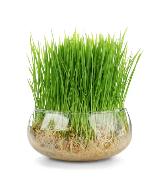 Zelená pšenice tráva ve skleněné míse — Stock fotografie
