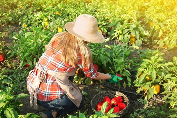 Exploitante agricole travaillant dans le champ — Photo