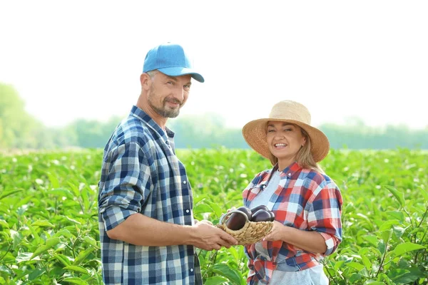 Zwei Bauern am sonnigen Tag auf dem Feld — Stockfoto