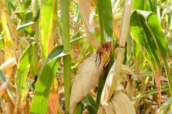 Érett kukorica a cob területén — Stock Fotó