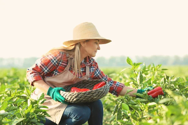 Exploitante agricole travaillant dans le champ — Photo