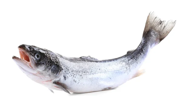 Verse rauwe zalm — Stockfoto