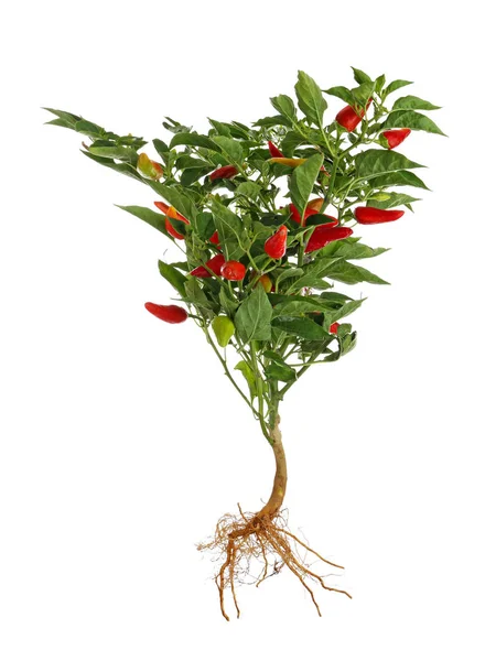 Papryka chili bush z korzenia — Zdjęcie stockowe