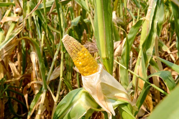 Érett kukorica a cob területén — Stock Fotó