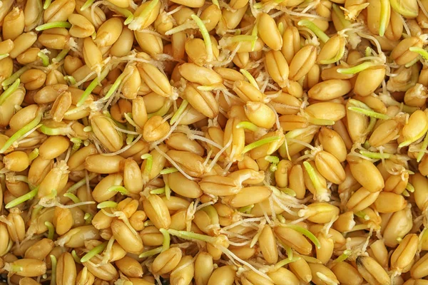 Sprouting wheat grass seeds — Stock Photo, Image