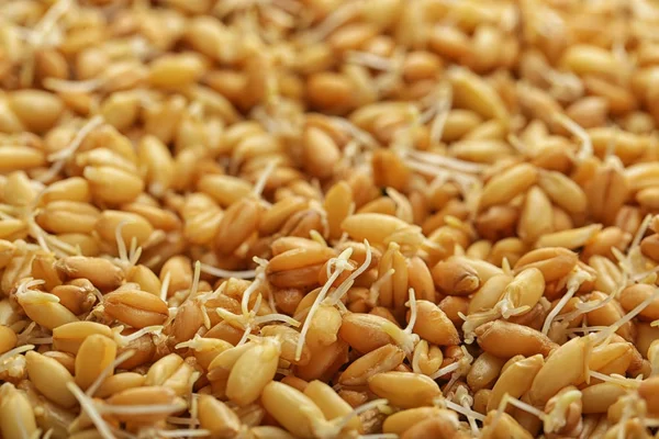 Sprouting wheat grass seeds — Stock Photo, Image