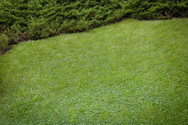 Prachtig uitzicht op groen gazon — Stockfoto