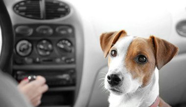 Sevimli köpek ile kadın arabada