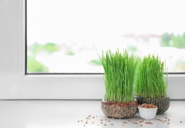 Tencere ile pencere pervazına buğday çim