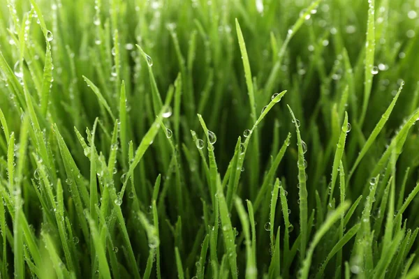Hvede græs med dug som baggrund - Stock-foto