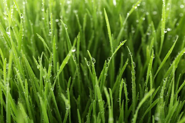 背景として朝露小麦草 — ストック写真