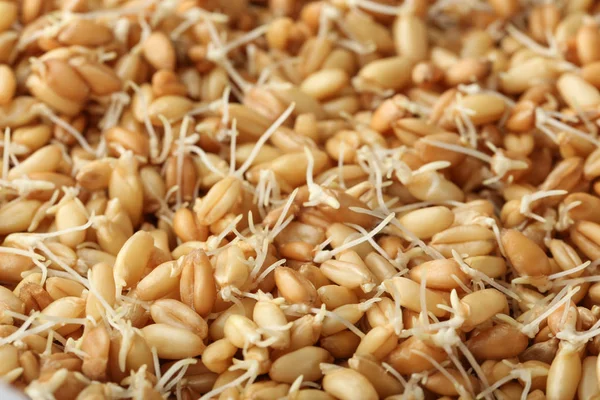 Semillas de hierba de trigo que brotan —  Fotos de Stock