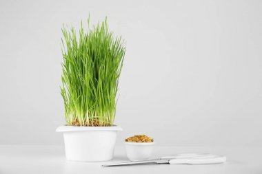 Buğday çimen ile pota
