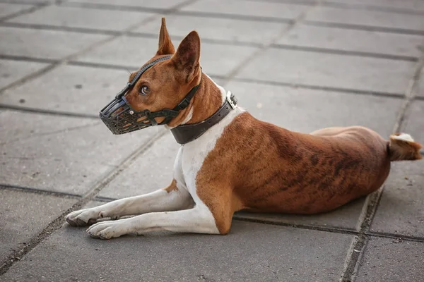 Söt hund med munkorg liggande på gatan — Stockfoto