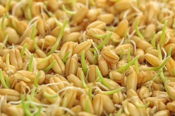 Sprouting wheat grass seeds — Stock Photo, Image