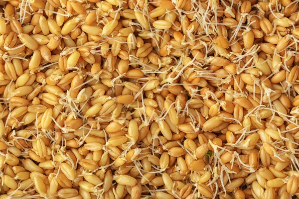 Sprouting wheat grass seeds — Stock Photo, Image