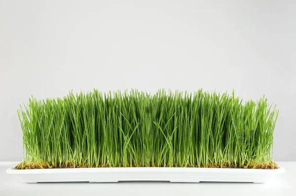 Tarwe gras op wit — Stockfoto