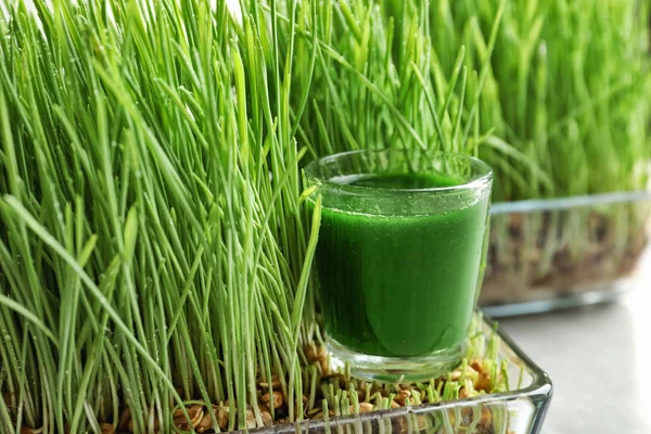 Sprouted wheat and shot of healthy grass juice on table — Stock Photo, Image