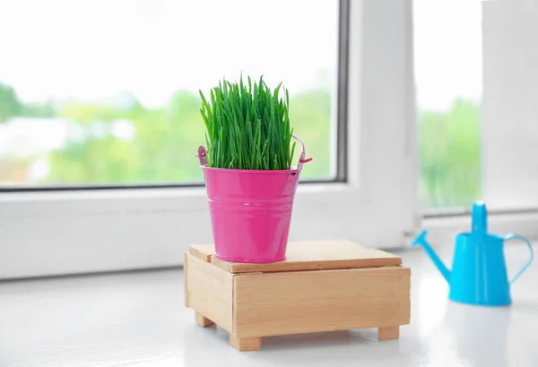 Bucket with wheat grass on window sill — Stock Photo, Image