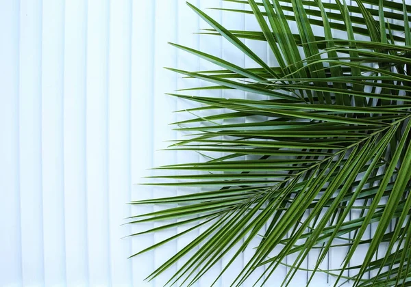 Sago palm leaves on light background — Stock Photo, Image