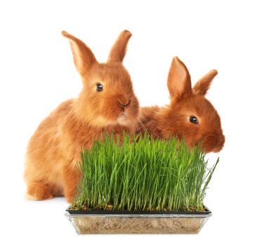 Cute rabbits and wheat grass  clipart