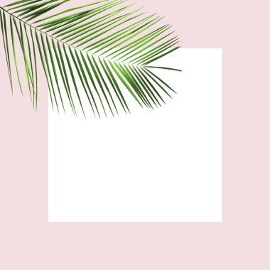 Renkli arkaplanda tropikal yaprak