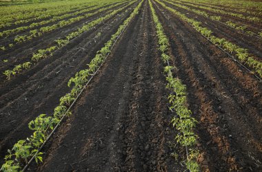 Bir çiftlikte domates yataklar