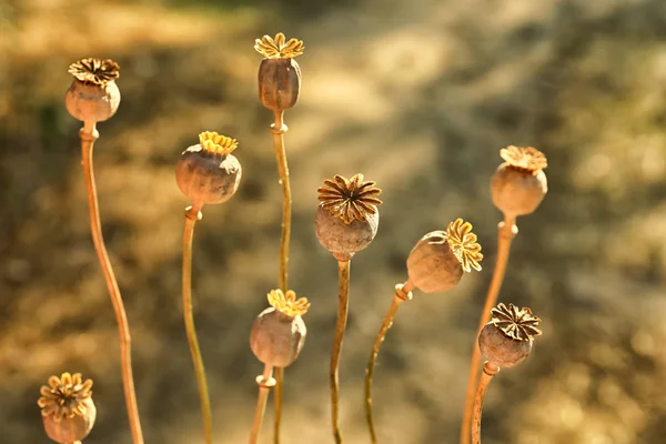 Klaproos capsules met zaden op herfst veld — Stockfoto