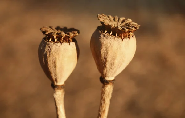 Cápsulas de papoila com sementes no campo de outono — Fotografia de Stock