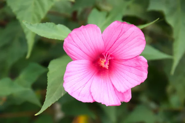 Hermosa flor al aire libre —  Fotos de Stock