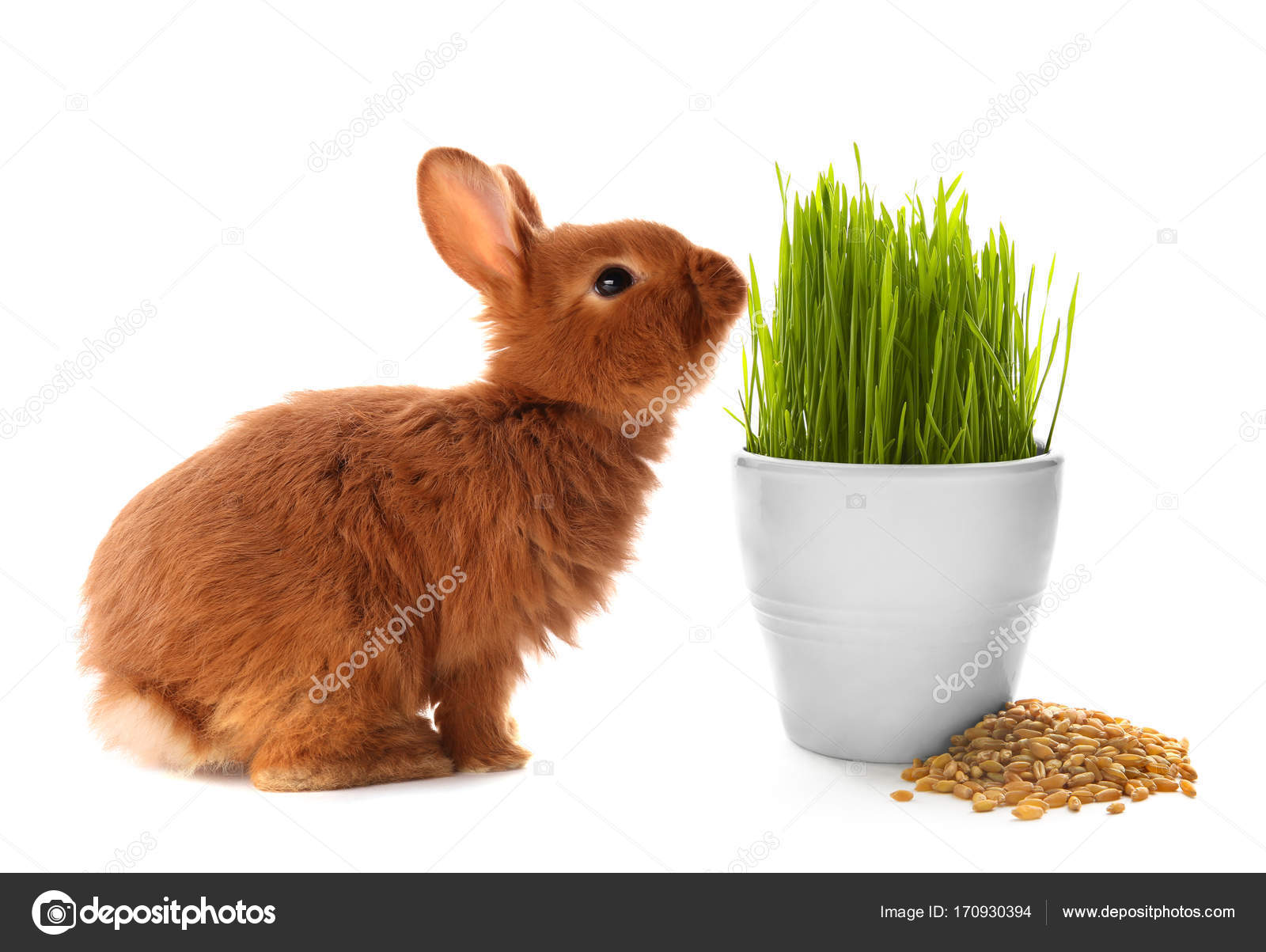 Wheatgrass for rabbits cheap