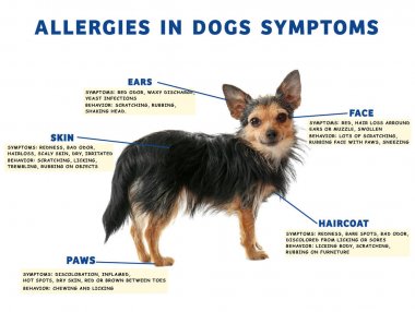 Köpek ve alerji belirtilerin listesi
