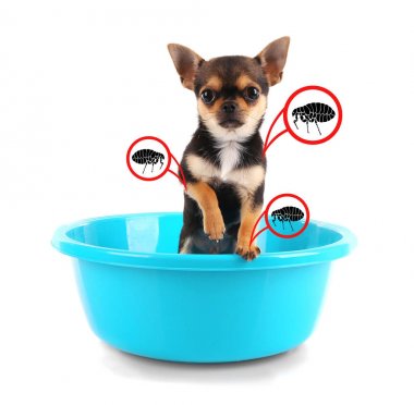 Pire ile enfekte köpek yavrusu 