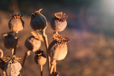 sonbahar sahada tohumları ile haşhaş kapsül