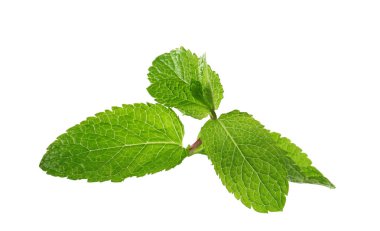 Taze nane yaprakları