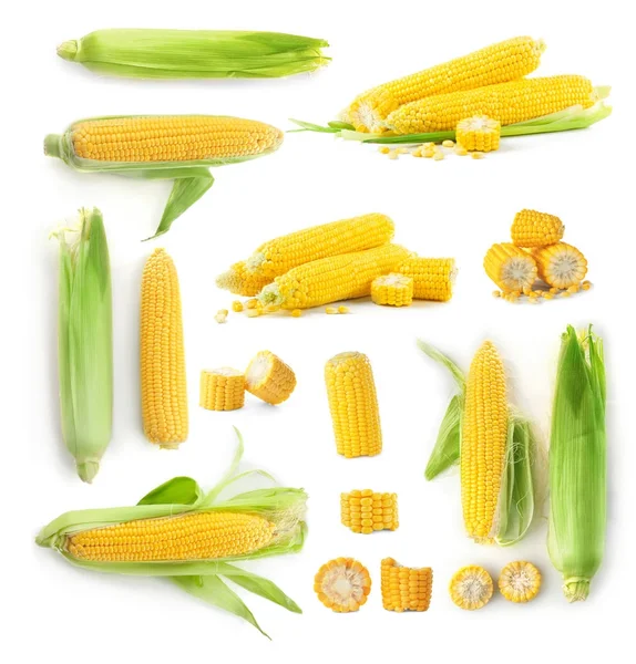 Mazorcas de maíz fresco sobre fondo blanco — Foto de Stock