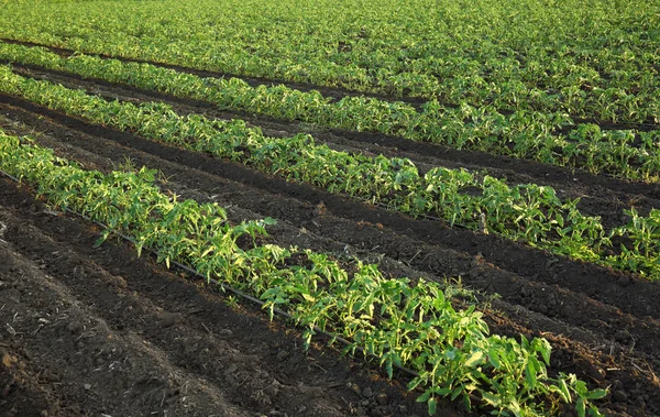 Tomatenbeete auf Plantage — Stockfoto