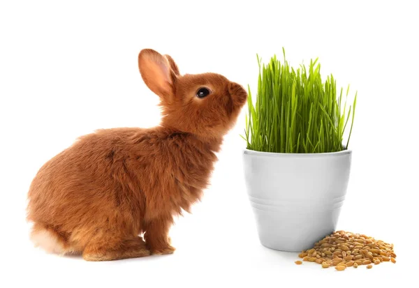 Cute rabbit and wheat grass — Stock Photo, Image
