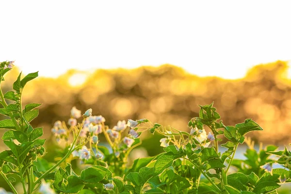Closeup of potato bushes on plantation — Stock Photo, Image
