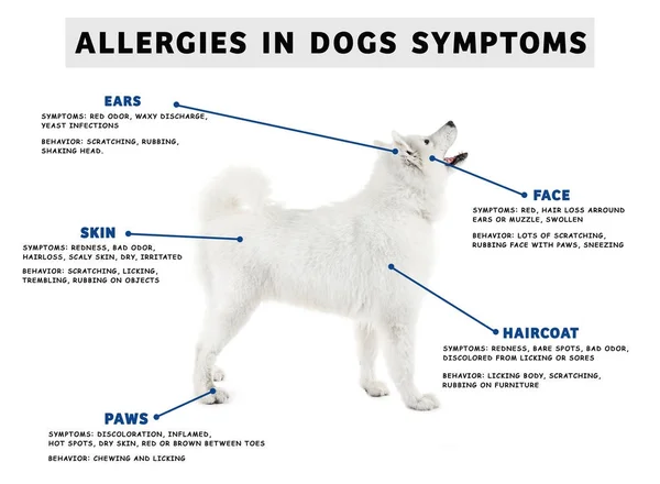 Пёс и список симптомов аллергии — стоковое фото