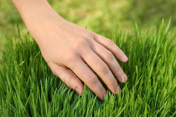 Woman touching green sprouts, close up — Stock Photo, Image