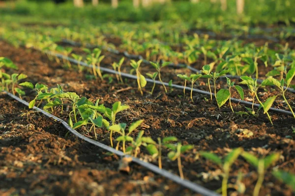 Small eggplant seedlings on plantation — Stock Photo, Image