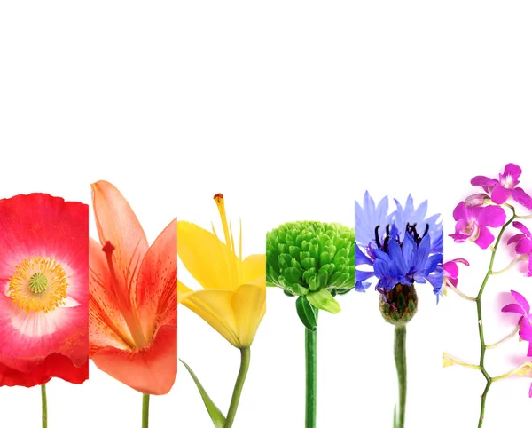 Koláž s různými květy — Stock fotografie